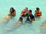 Chichen Itza Exclusive + Sea Life Discovery Plus
