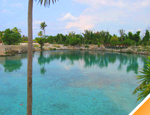 Galer�a Dolphin Swim Adventure+Parques+Transportaci�n