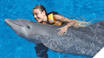 Dolphin Adventure