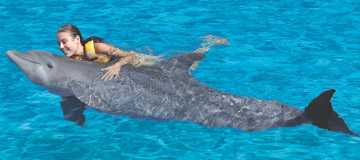 Actividades cruceros nado con delfines en Los Cabos