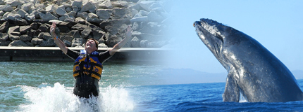Los Cabos-Avistamiento de Ballenas Sn Jose + Royal Swim