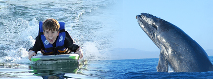 Los Cabos-Avistamiento de Ballenas Sn Jose + Swim Adventure