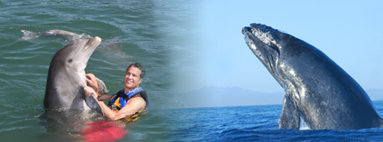 Los Cabos-Avistamiento de Ballenas Sn Jose+Dolphin Encounter