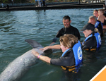 Galer�a Avistamiento de Ballenas Sn Jose+Dolphin Encounter