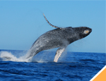 Galer�a Avistamiento de Ballenas Sn Jose+Dolphin Encounter