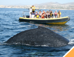 Galer�a Avistamiento de Ballenas Sn Jose + Royal Swim