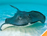 Galer�a Sea Life Circle Lobos Marinos