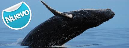 Puerto Vallarta-Avistamiento de Ballenas