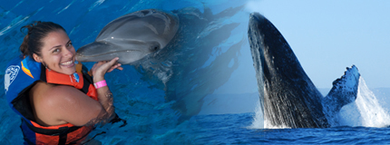 Puerto Vallarta-Avistamiento de Ballenas + Dolphin Encounter