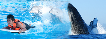 Puerto Vallarta-Avistamiento de Ballenas + Dolphin Swim Adventure