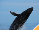 Galer�a Avistamiento de Ballenas + Dolphin Swim Adventure