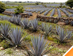 Galer�a Tour de Tequila