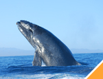 Galer�a Avistamiento de Ballenas