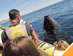 Galer�a Avistamiento de Ballenas