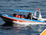 Galer�a Avistamiento de Ballenas