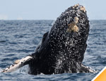 Galer�a Avistamiento de Ballenas