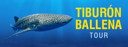 Cancún-Tour Tiburón Ballena