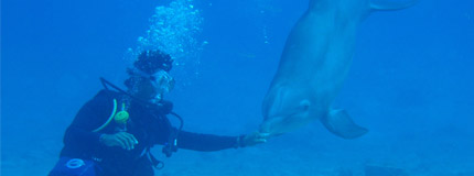 Cozumel-Buceo con Delfines