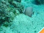 Galera Combo de Tirolesa, Playa y Snorkel en Cozumel