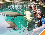 Galera Royal Swim VIP Plus (Sea Life Discovery Plus)