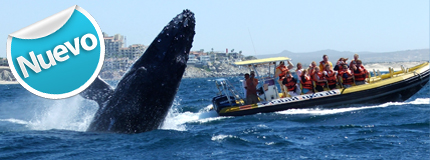 Los Cabos-Avistamiento de Ballenas Cabo San Lucas