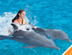 Gallery Dolphin Royal Swim Plus