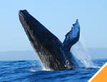 Galera Avistamiento de Ballenas Cabo San Lucas