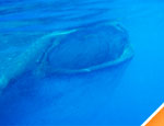 Galera Tour Tiburón Ballena