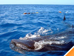 Galera Tour Tiburón Ballena